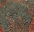 Crinoid (Scyphocrinites) Plate - Boutschrafin, Morocco #116843-1